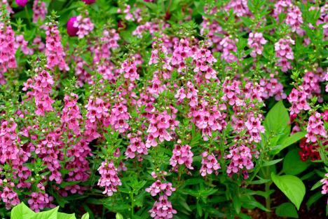Pink Angelonia flowers in bloom.