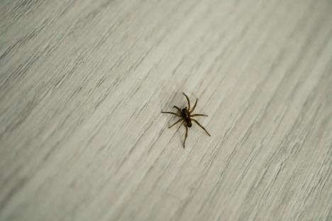 I’m a garden pro – six plants to add to your house and garden to deter spiders