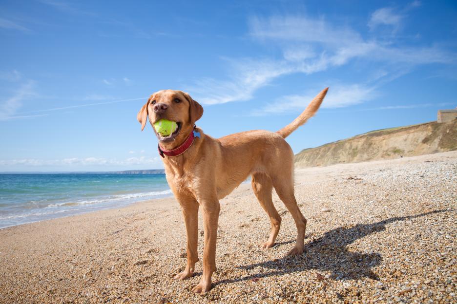 UK Beach Restrictions Eased at Hundreds of Seaside Resorts Starting Today!