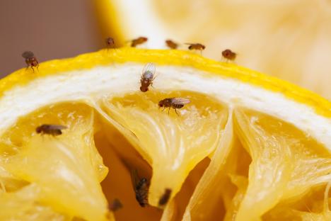 Fruit flies on a lemon slice.