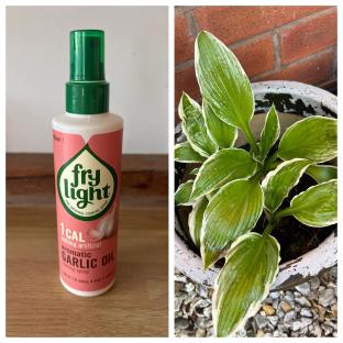 Garlic oil spray used to deter slugs from plants.