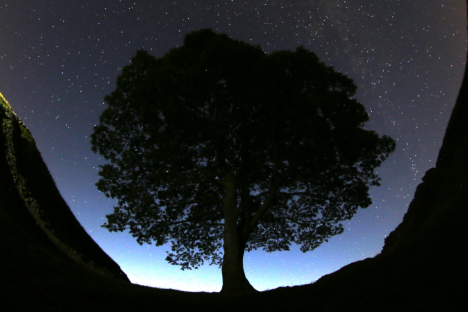 Silhouette of a large tree at night under a starry sky.