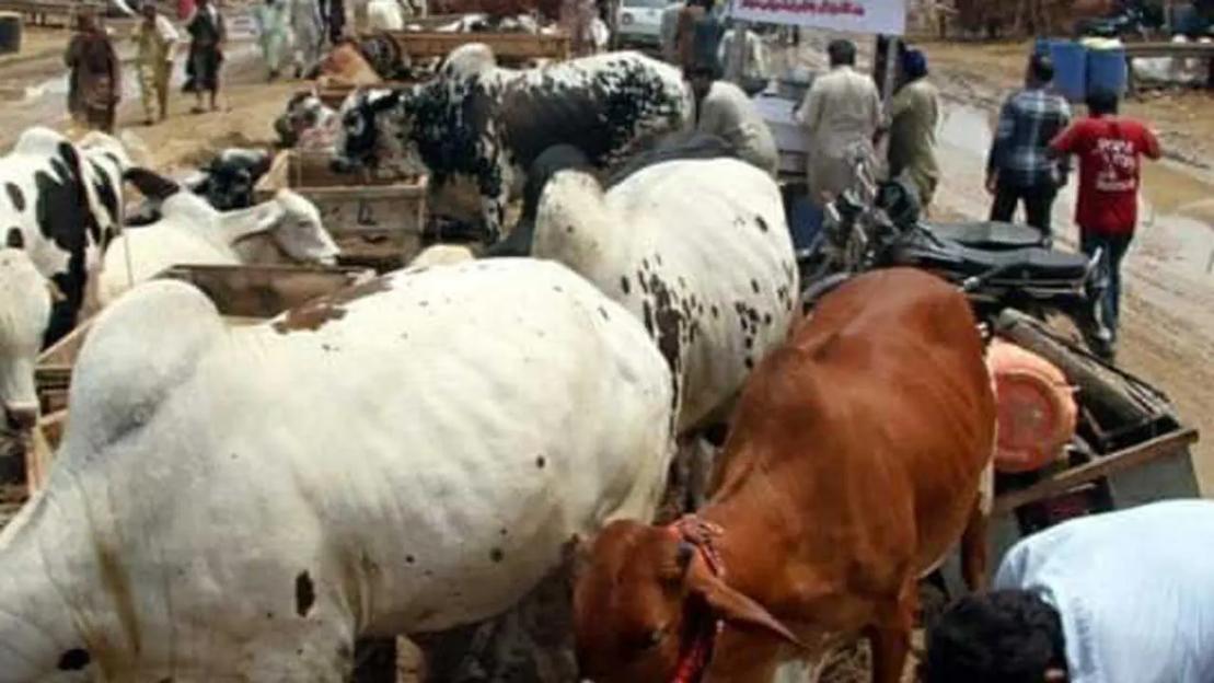 Rancour over cattle market closure in Kwara South Senatorial District