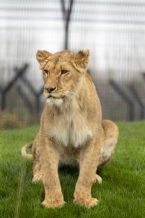 A young lioness sitting in the grass.