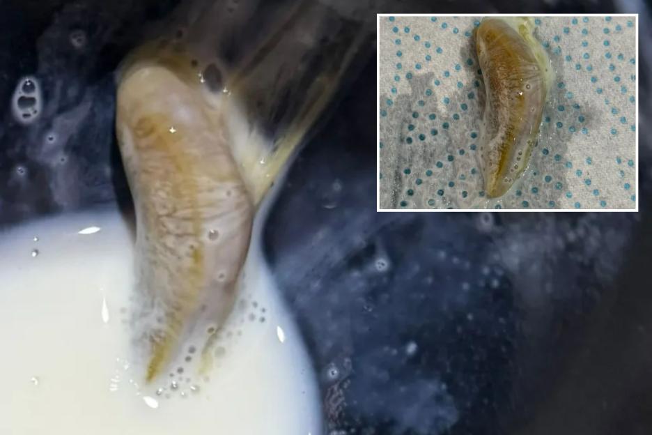 Mum Discovers 'SLUG' in Milk Carton After Her Boys Had Been Drinking It for Three Days!