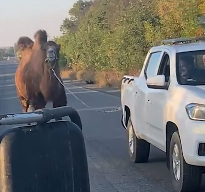 Stunning Rescue: Ukraine Saves Putin's War Camel Amidst Russian Invasion Struggles