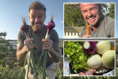 Grinning David Beckham shows off his home grown veg to fans including ’embarrassing’ misshapen carrot