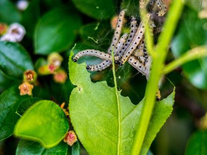 Box tree moth caterpillars eating a leaf.