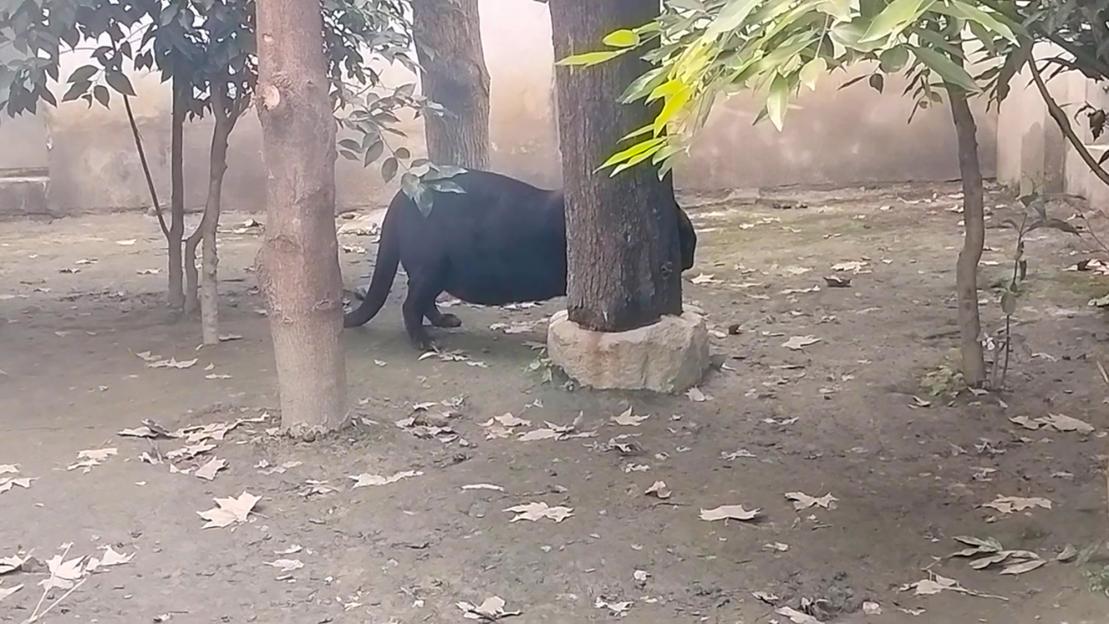 Obese black panther at Chengdu Zoo, China.