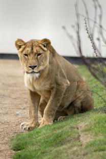 Lioness rescued from Ukraine, sitting on the grass.