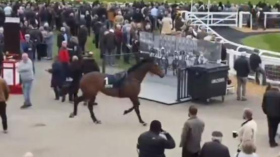 Chaos at Stratford Races as loose horse runs through spectator area forcing punters to rush aside