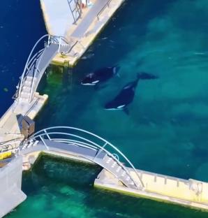 Drone footage of two orcas in an abandoned marine park.