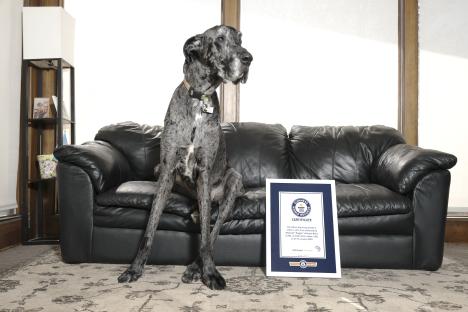 The world's tallest dog, Reggie, a Great Dane, sits on a black leather couch next to his Guinness World Records certificate.