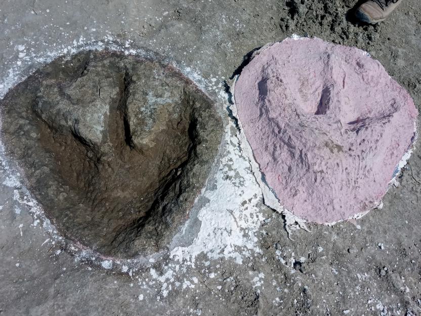 A dinosaur footprint and a pink cast of another dinosaur footprint.