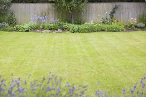 Gardening expert reveals vital step to keeping your lawn green and healthy during the summer heat