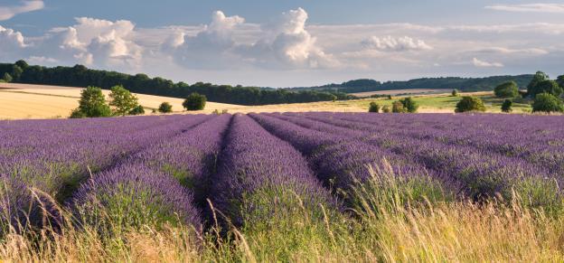Lavender field in the Cotswolds, England.