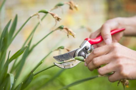 Close-up of a woman's hands deadheading daffodils.