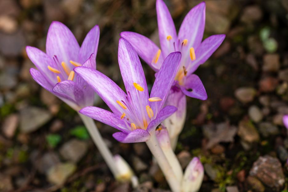 Close-up of three purple autumn crocuses.
