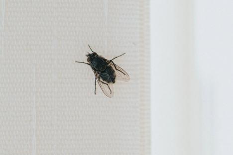 Aldi launches £2.49 buy that will banish flies, wasps and mosquitoes from your home this summer – it works ‘instantly’