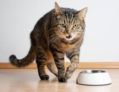 Angry tabby cat near an empty food bowl.