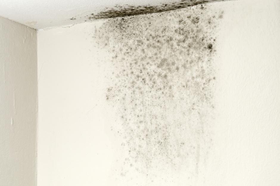 Mold on a wall and ceiling.