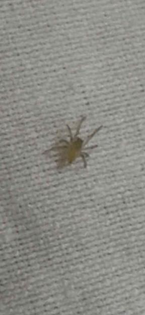 NINTCHDBPICT001034727219