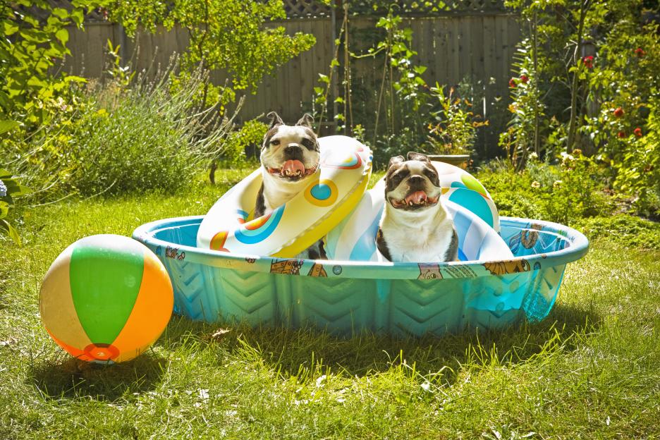 Vet warns dog breeds that are most likely to get heatstroke – and it could lead to seizures, organ damage or even DEATH 
