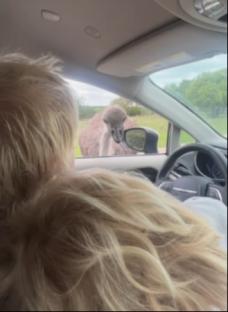 Ostrich looking into a car window.