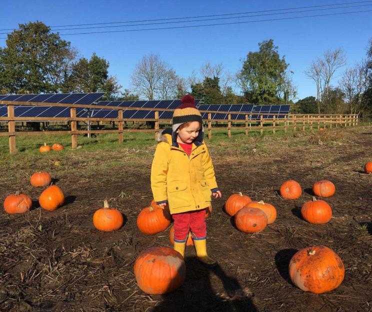 A child in a yellow coat and a striped hat stands in a pumpkin patch with solar panels in the background.