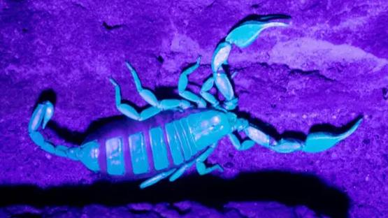 Asian hornets, diseased bullfrogs and even yellow-tailed SCORPIONS – the shocking creatures invading Britain’s shores
