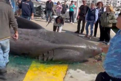 Shocking moment fisherman hauls up giant 22ft SHARK after ‘accidentally’ netting beast at Spanish port