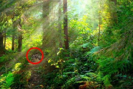 Hidden snake in a forest.