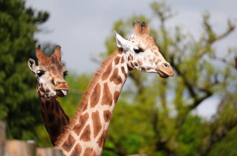 Two Rothschild's giraffes at a wildlife park.