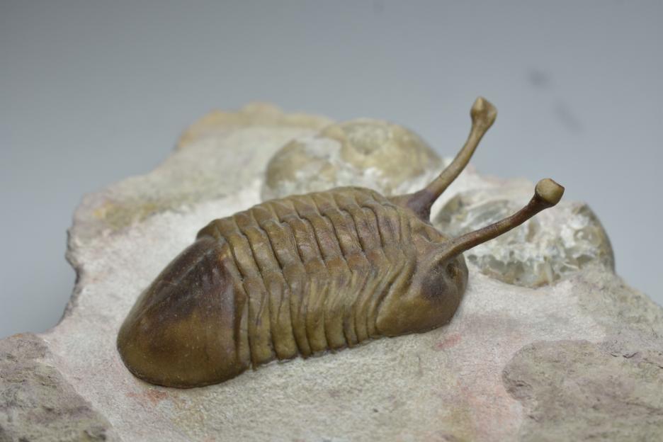 Extinct creature found INSIDE ‘magical’ Ancient Roman amulet lost for 2,000 years in ‘world first’ discovery