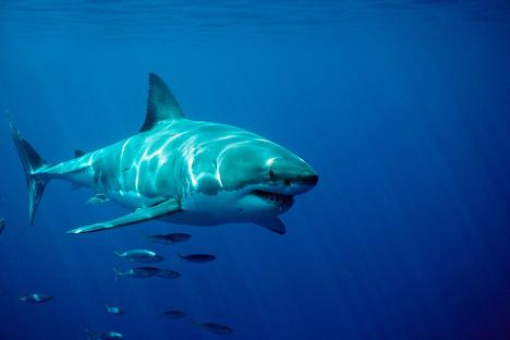 ‘World’s biggest great white shark’ dubbed ‘The Contender’ is spotted by trackers heading towards popular tourist beach