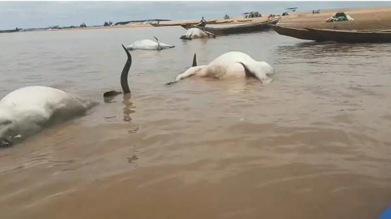 BREAKING: Over 100 cattle die mysteriously while crossing River Benue