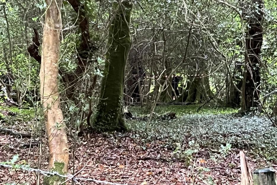 ‘Multiple dead bodies found in woods’ as cops launch urgent probe to work out ‘how many there are’