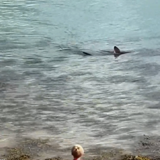 A shark in the water near a child on the shore.