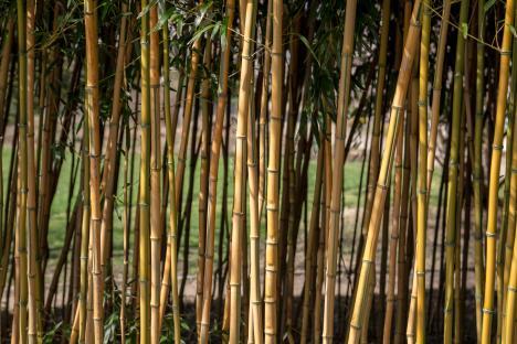Dense bamboo hedge.