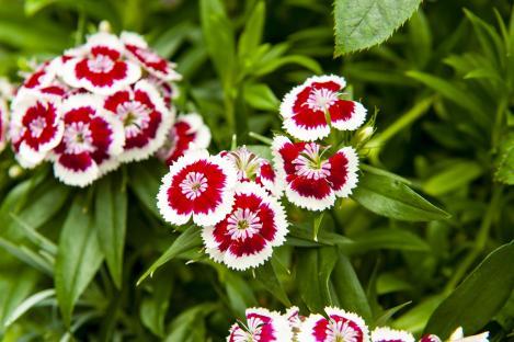 Close-up of red and white Dianthus flowers.