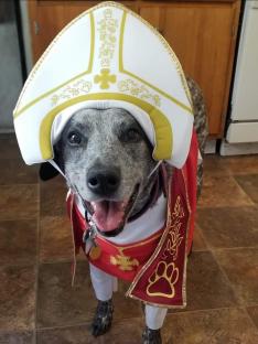 Dog dressed as the Pope.