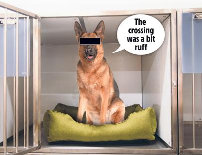 German shepherd dog in a kennel with a speech bubble that says 