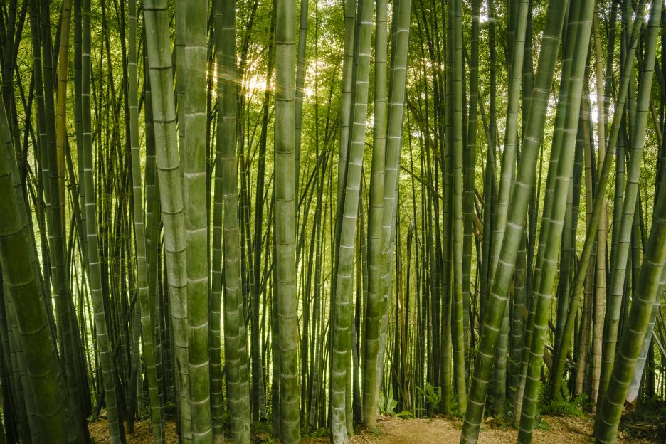 Sunlit bamboo grove.