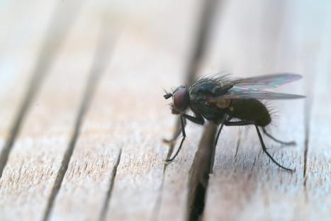 Close-up of a fly on a wooden surface.