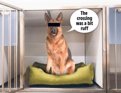 German shepherd dog in a kennel with a speech bubble that says