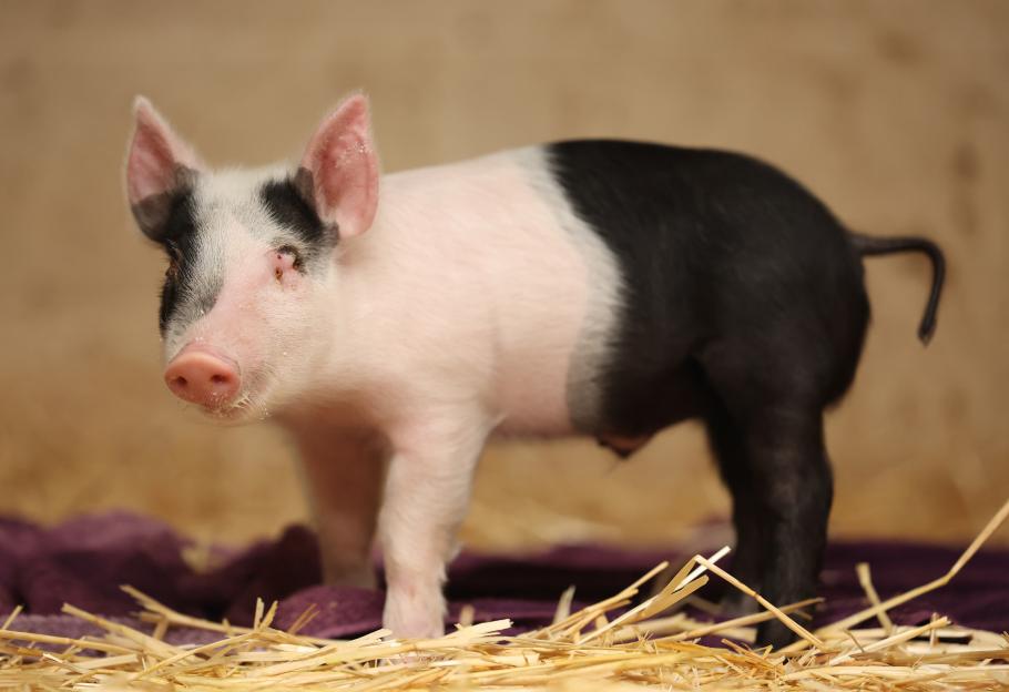 A blind piglet with black patches on its head and body, on a bed of hay.