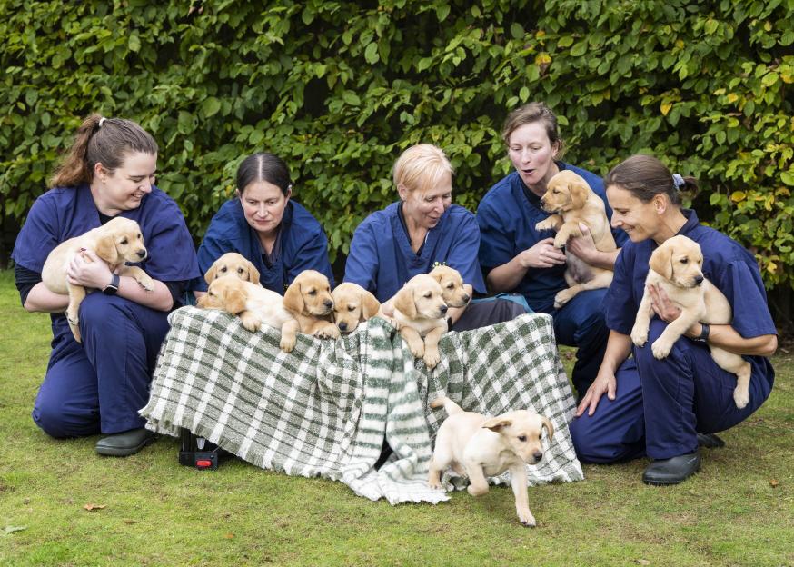 Litter of thirteen Guide Dog puppies