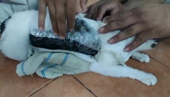 Guards removing drugs taped to a kitten's body.