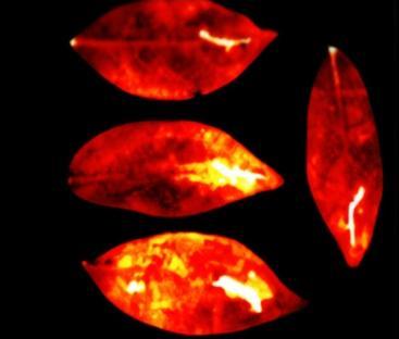 UPE emissions from four umbrella tree leaves.