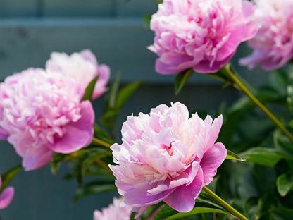 Pink peonies in a garden.